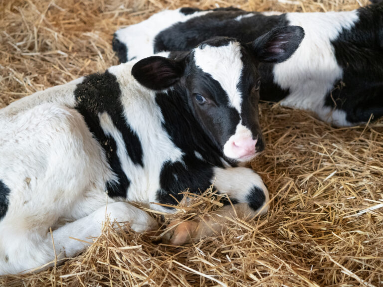 Calving Season Bainbridge Vet NZ