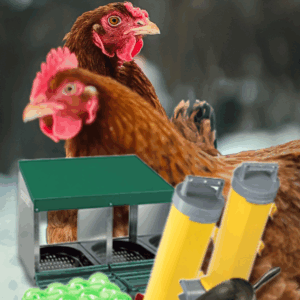 Chook Starter Kit - Standard